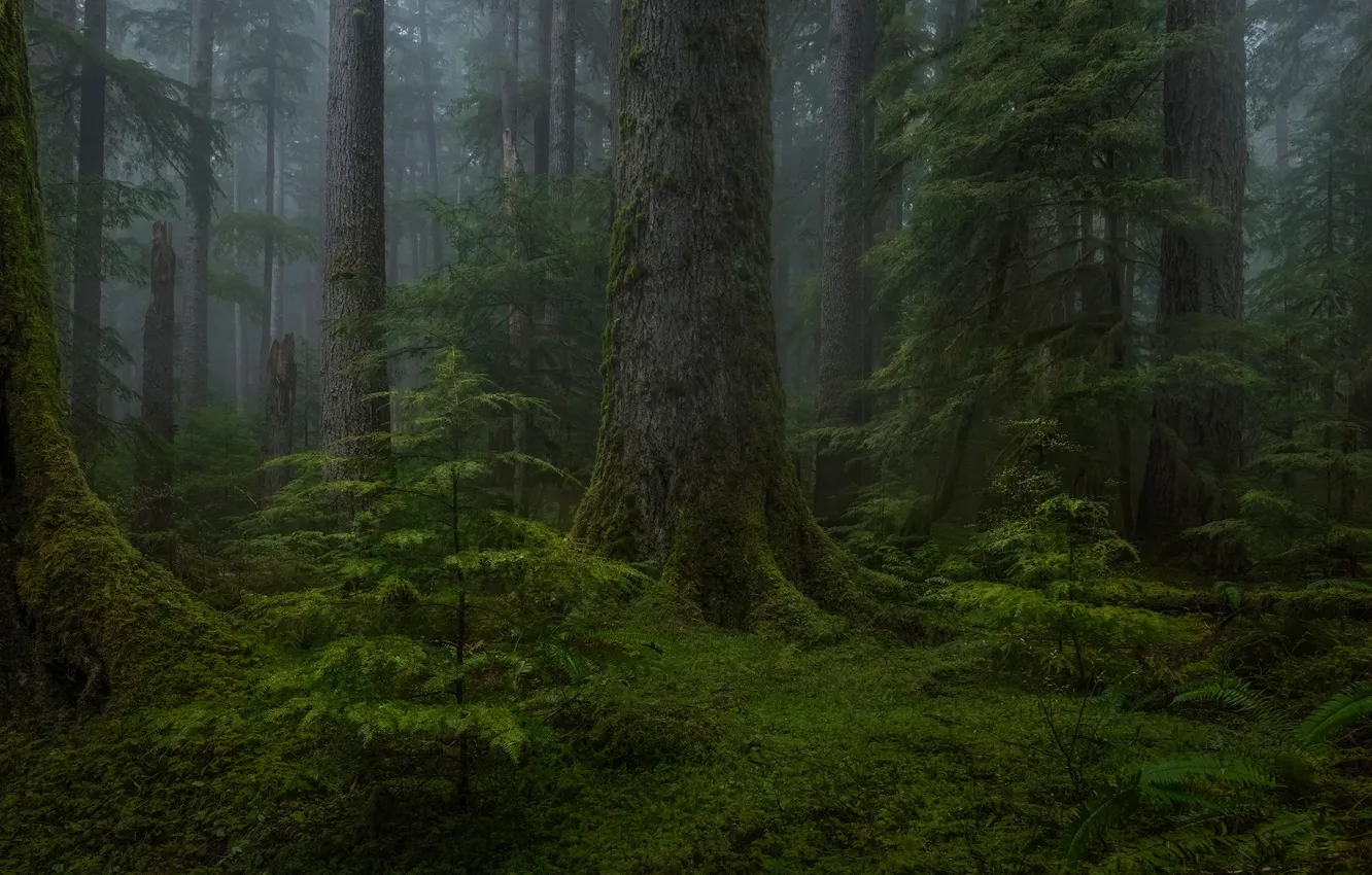 Photo wallpaper forest, trees, nature, moss
