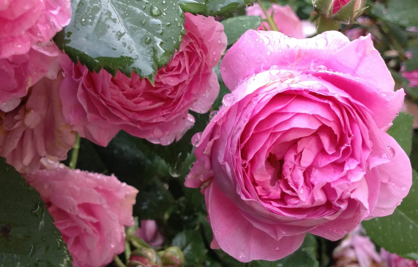 Photo wallpaper pink roses, the rose Bush, drops
