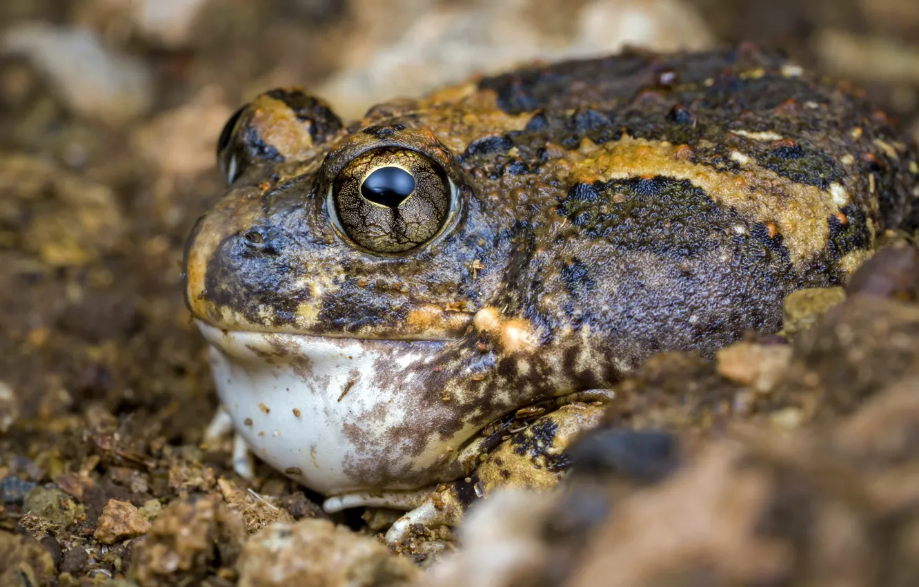 Photo wallpaper Tremelo Sand Frog, Common sand frog, Tomopterna cryptotis