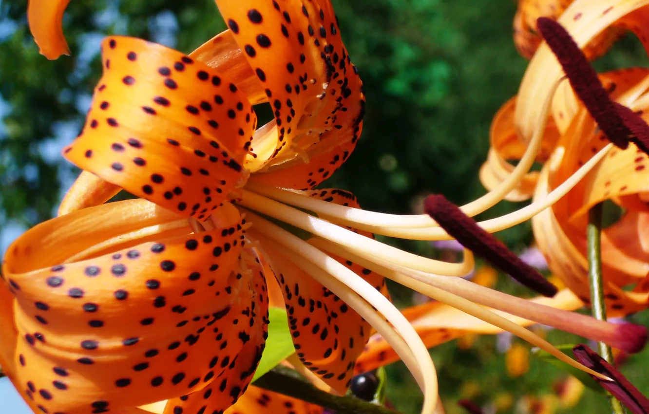 Photo wallpaper summer, macro, flowers, nature, Lily