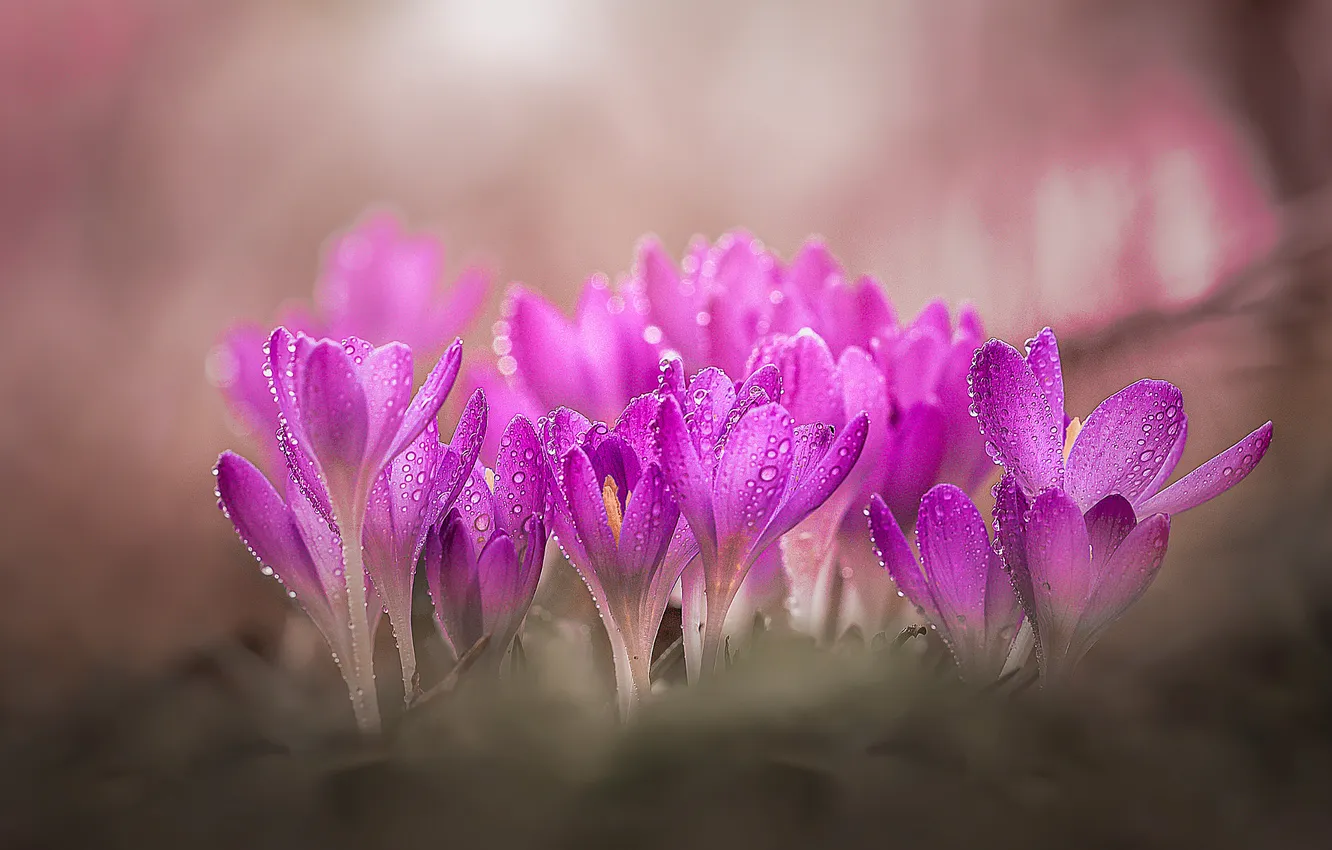 Photo wallpaper drops, flowers, spring, crocuses, pink