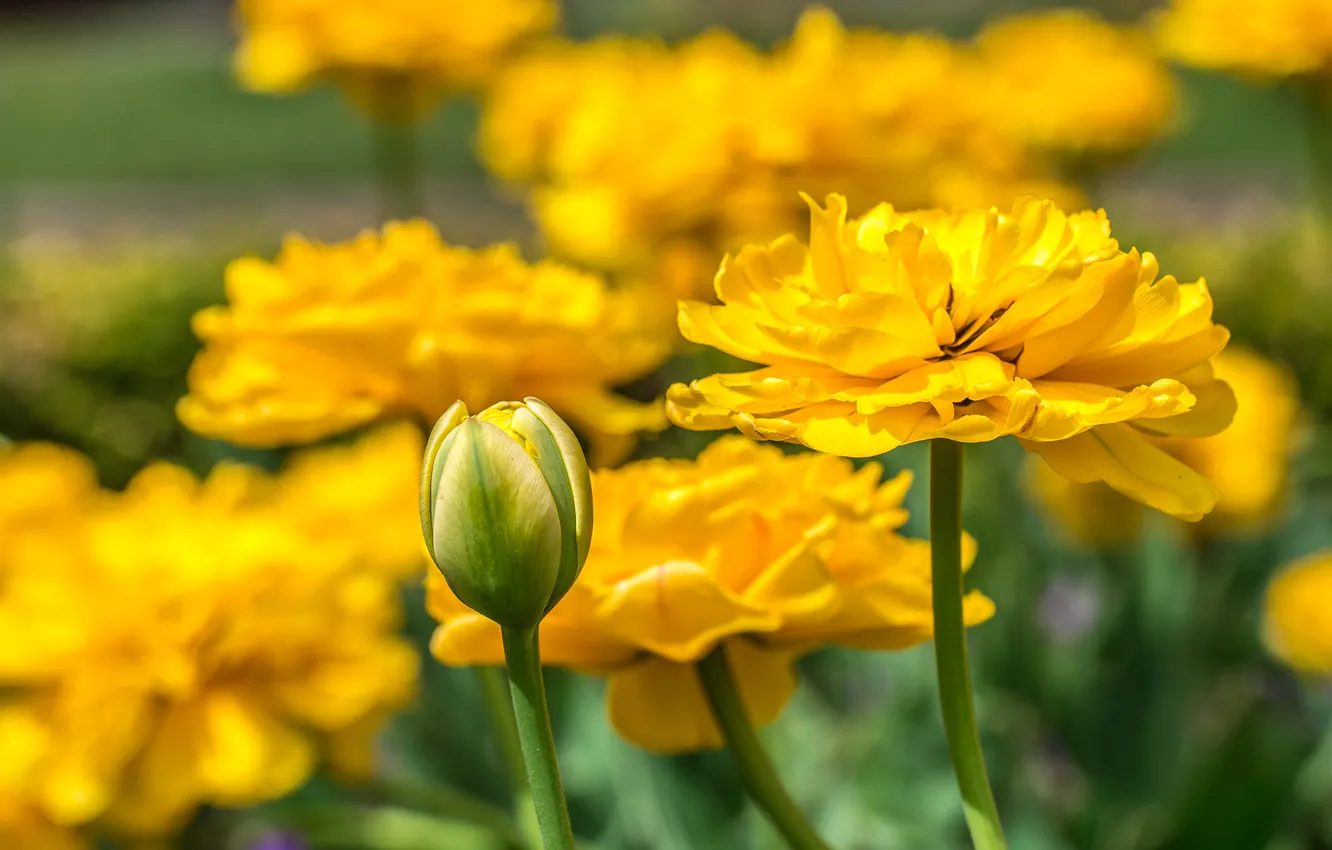 Photo wallpaper flowers, yellow, spring, garden, tulips, buds, flowerbed, bokeh