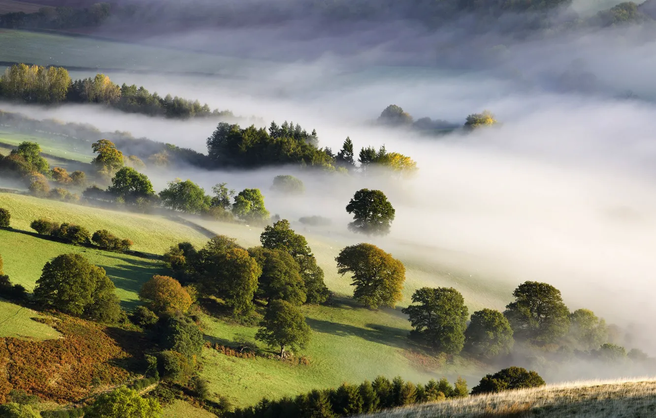 Photo wallpaper trees, nature, fog, morning, valley, nature