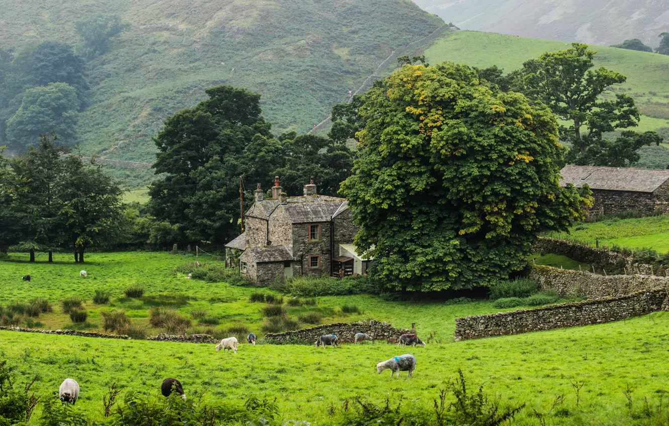 Photo wallpaper greens, grass, trees, mountains, the fence, sheep, England, house