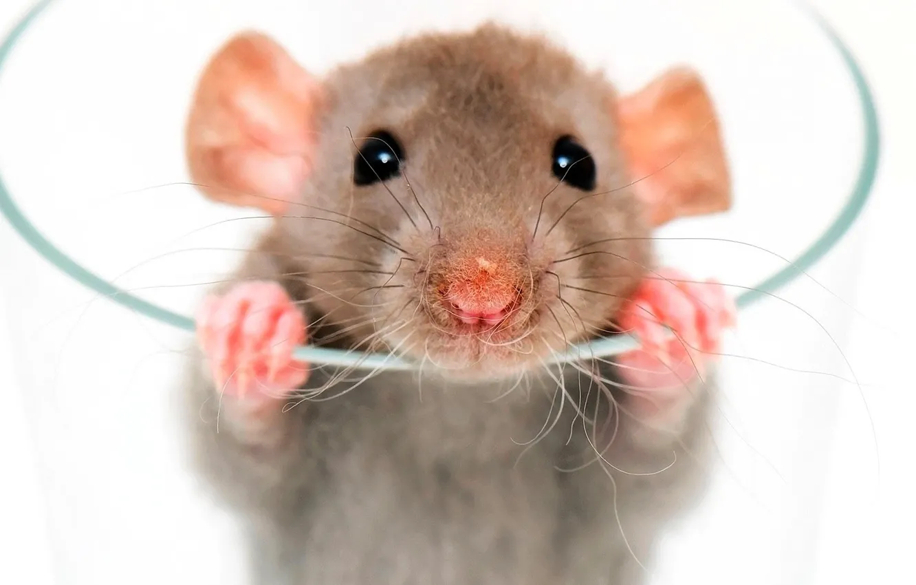 Photo wallpaper animals, look, rat, decorative, muzzle