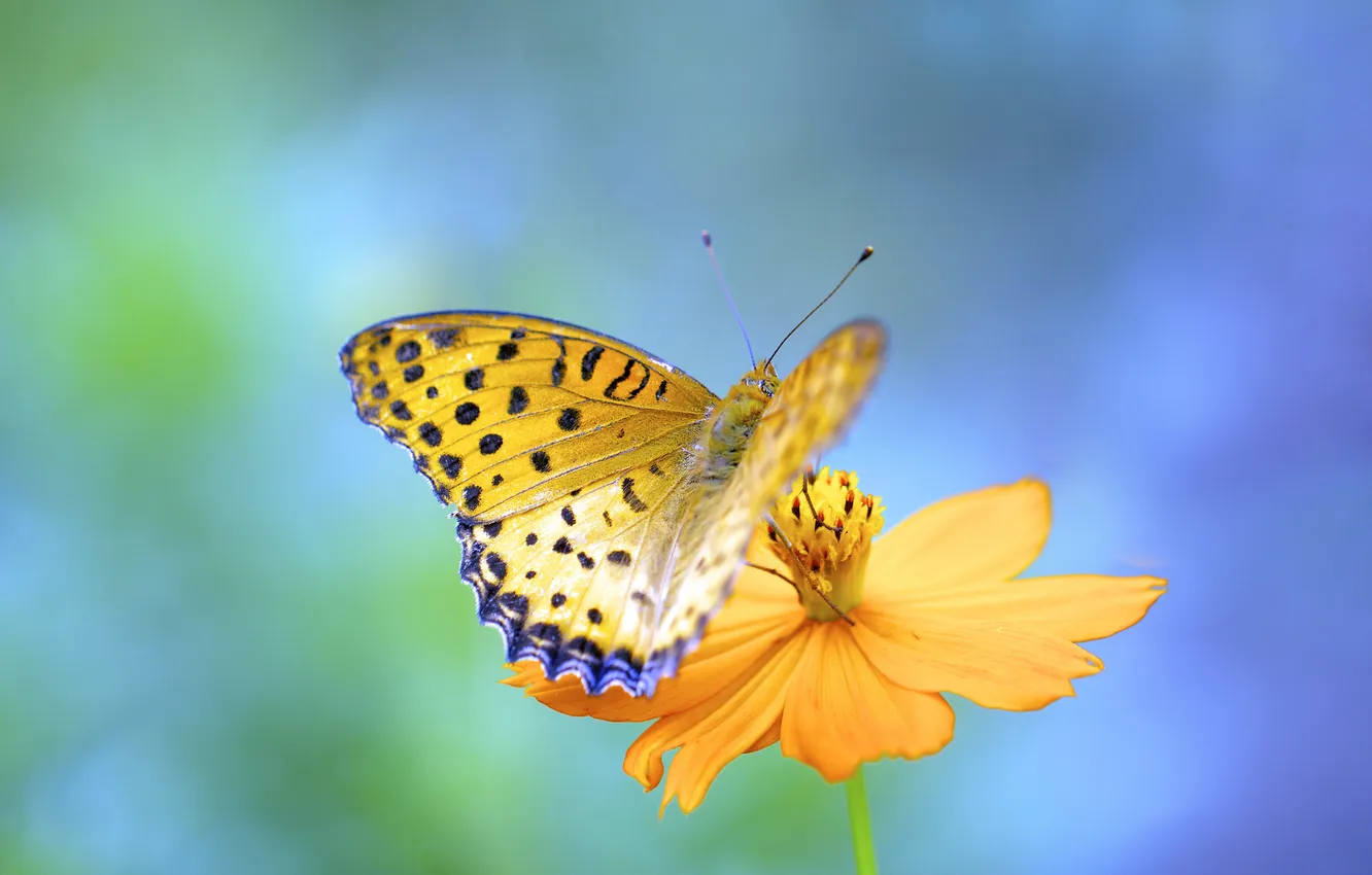Photo wallpaper flower, orange, background, butterfly, kosmeya