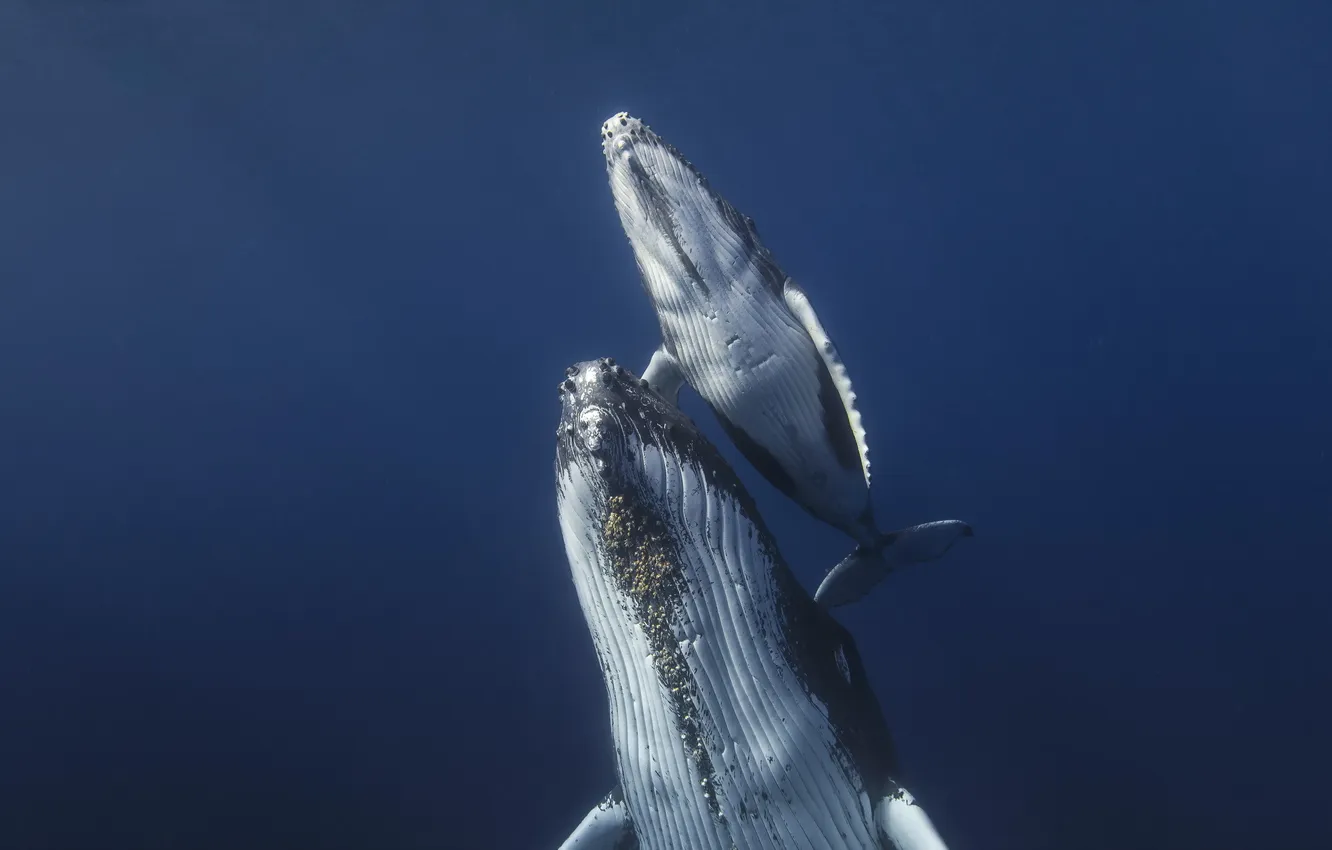 Photo wallpaper sea, nature, kit