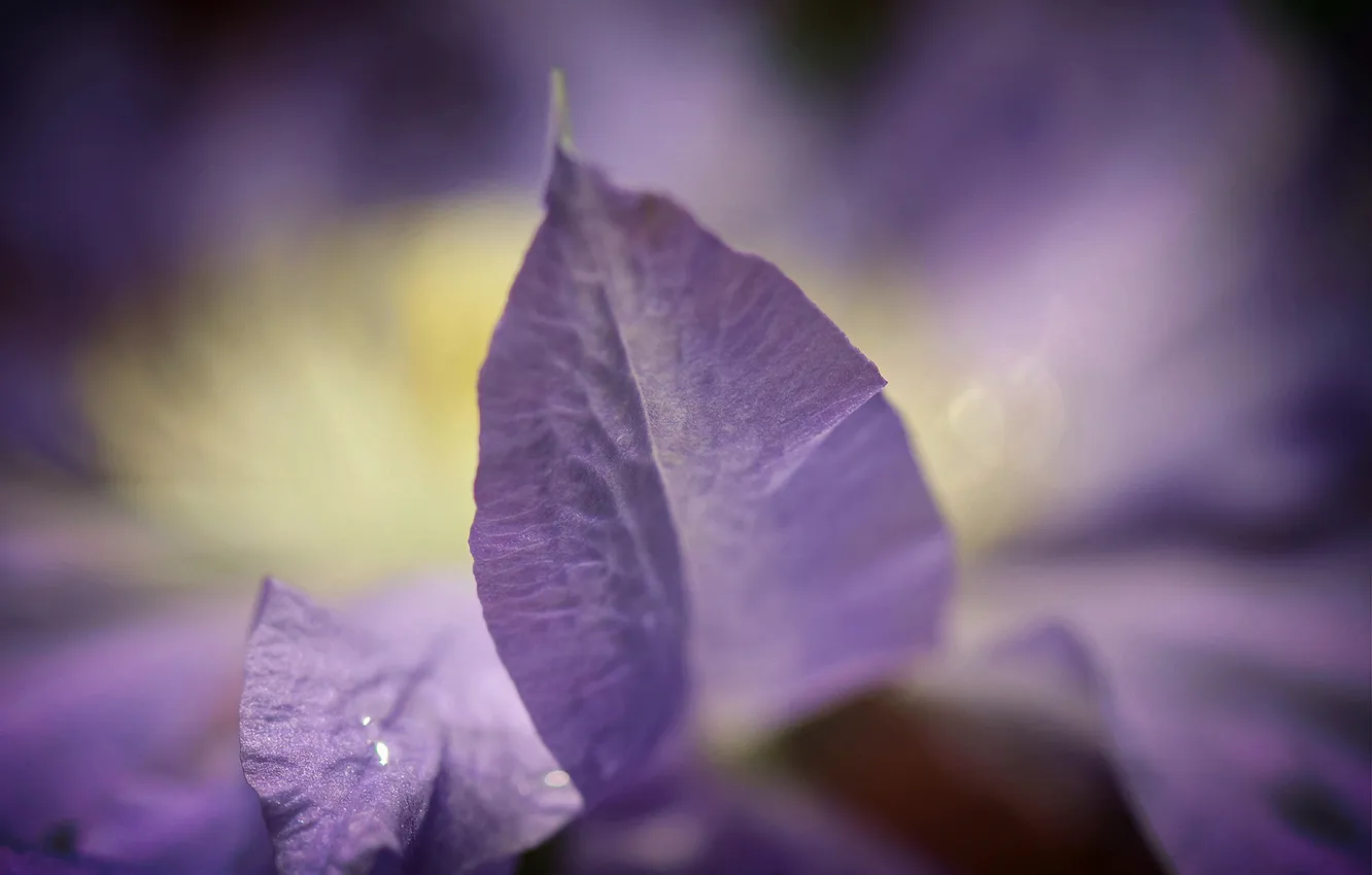 Photo wallpaper flowers, nature, plant, petals, lilac, clematis