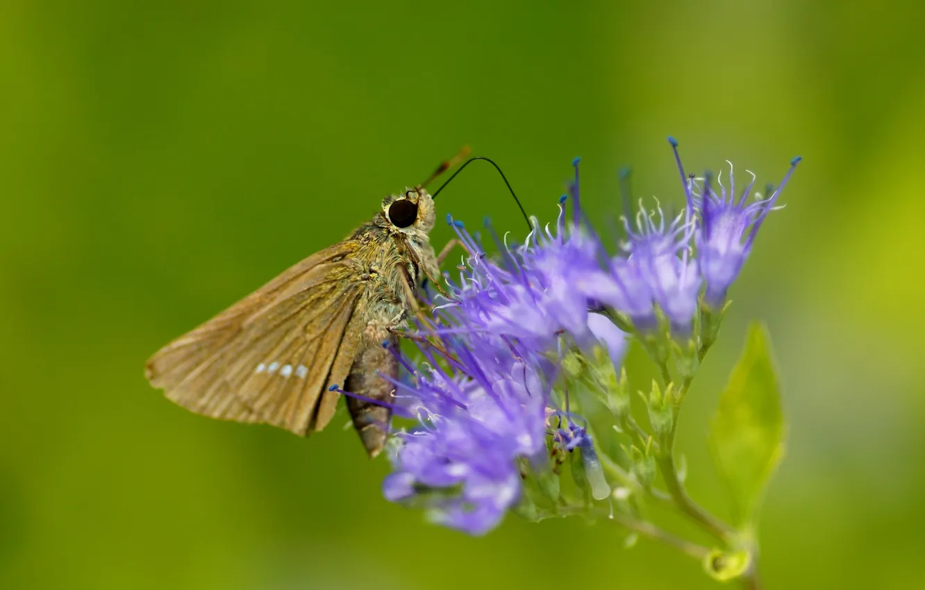 Photo wallpaper macro, flowers, butterfly, insect, field