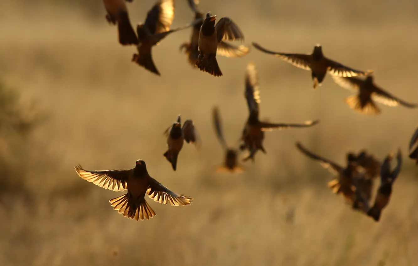 Photo wallpaper nature, background, bird