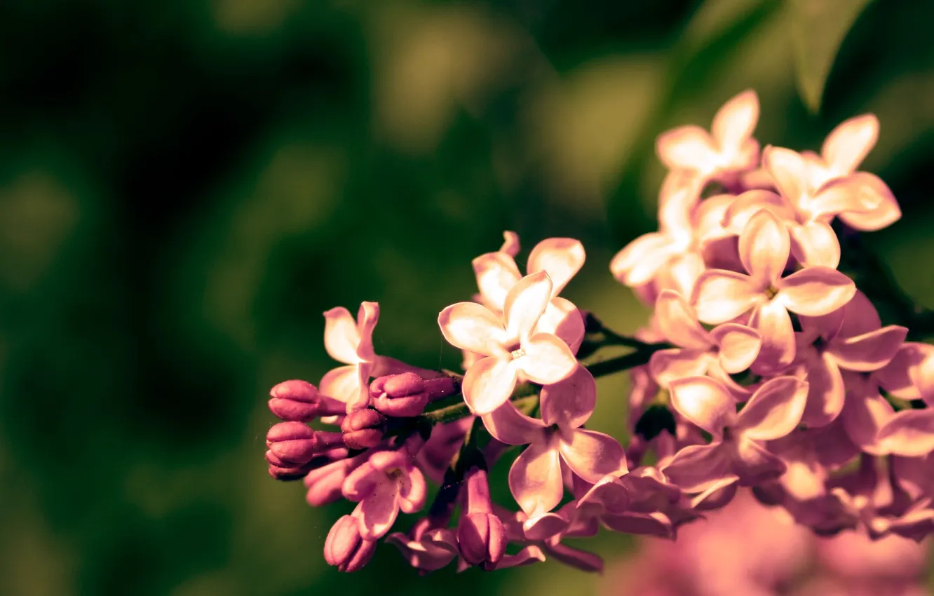 Photo wallpaper macro, flowers, branches, nature, color, spring, lilac