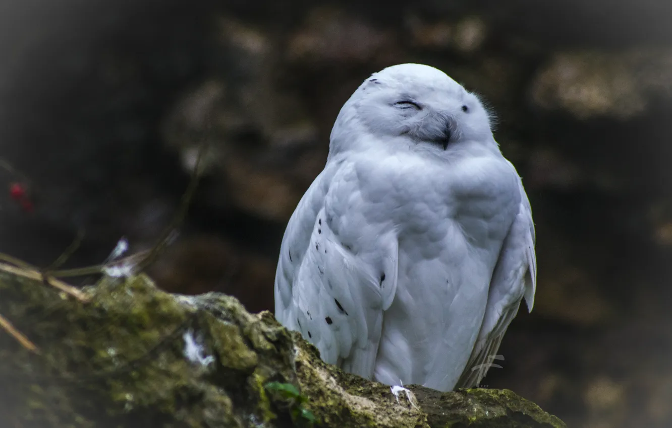 Photo wallpaper white, nature, owl, bird, feathers, North, owl, sovushka