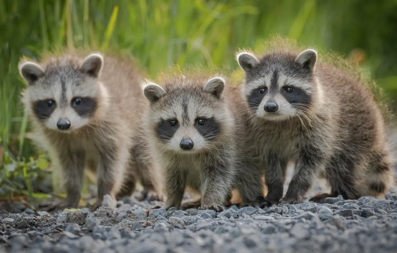 Photo wallpaper trio, raccoons, cubs, Trinity