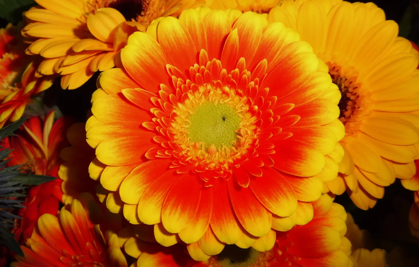 Photo wallpaper flower, orange, gerbera