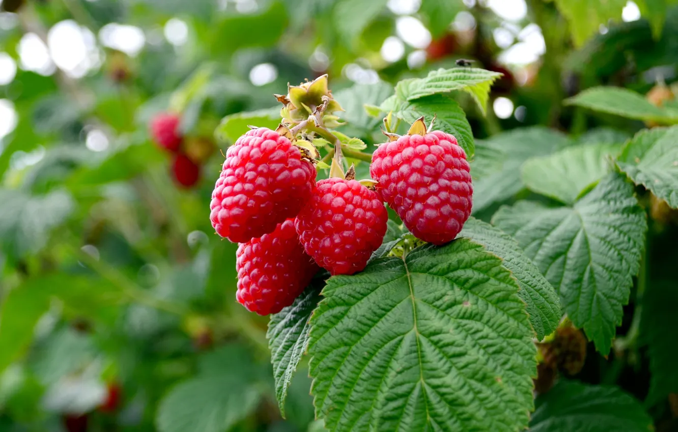 Photo wallpaper nature, leaves, berries, raspberry, greens, summer