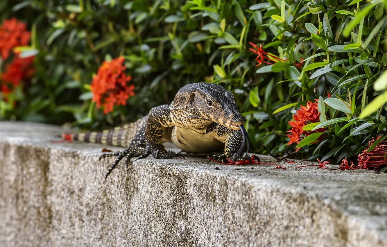 Photo wallpaper language, flowers, border, flowerbed, iguana, reptile