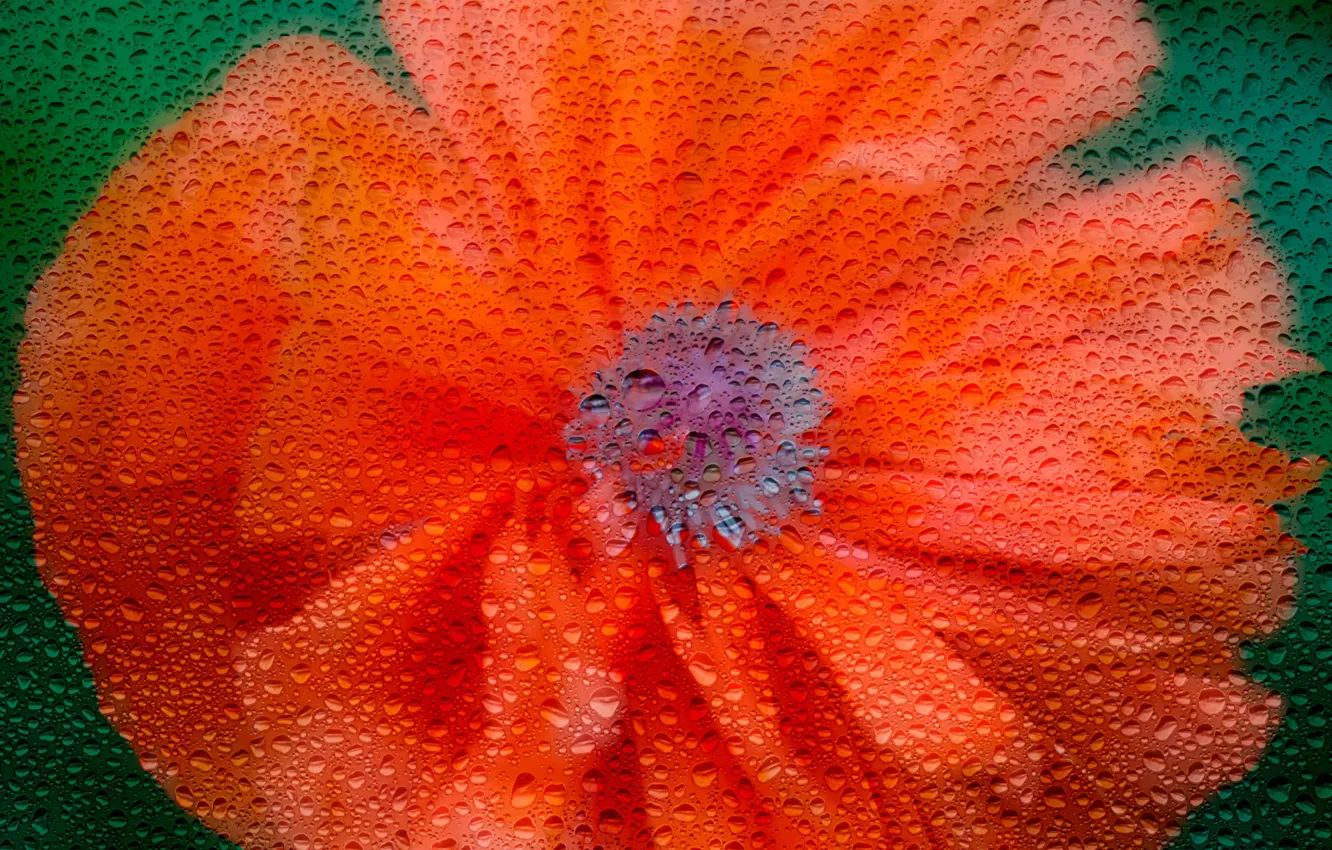 Photo wallpaper flower, glass, drops, Mac