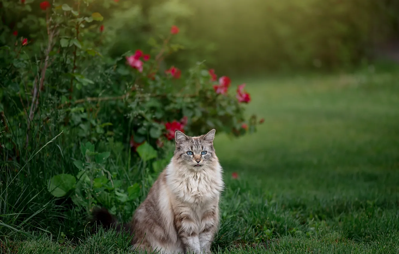 Photo wallpaper cat, cat, flowers, roses, rose Bush