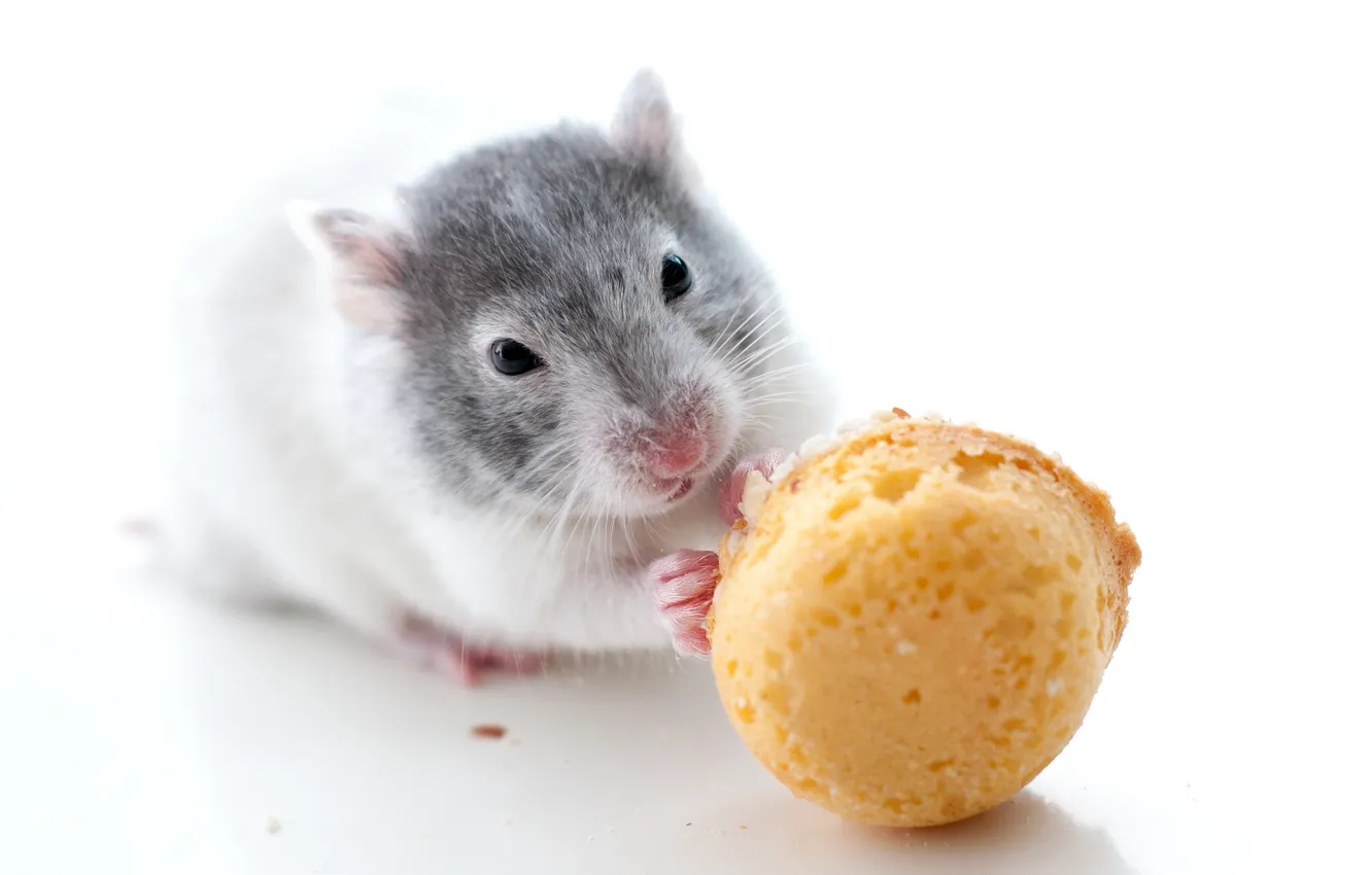 Photo wallpaper cookies, rat, rodent