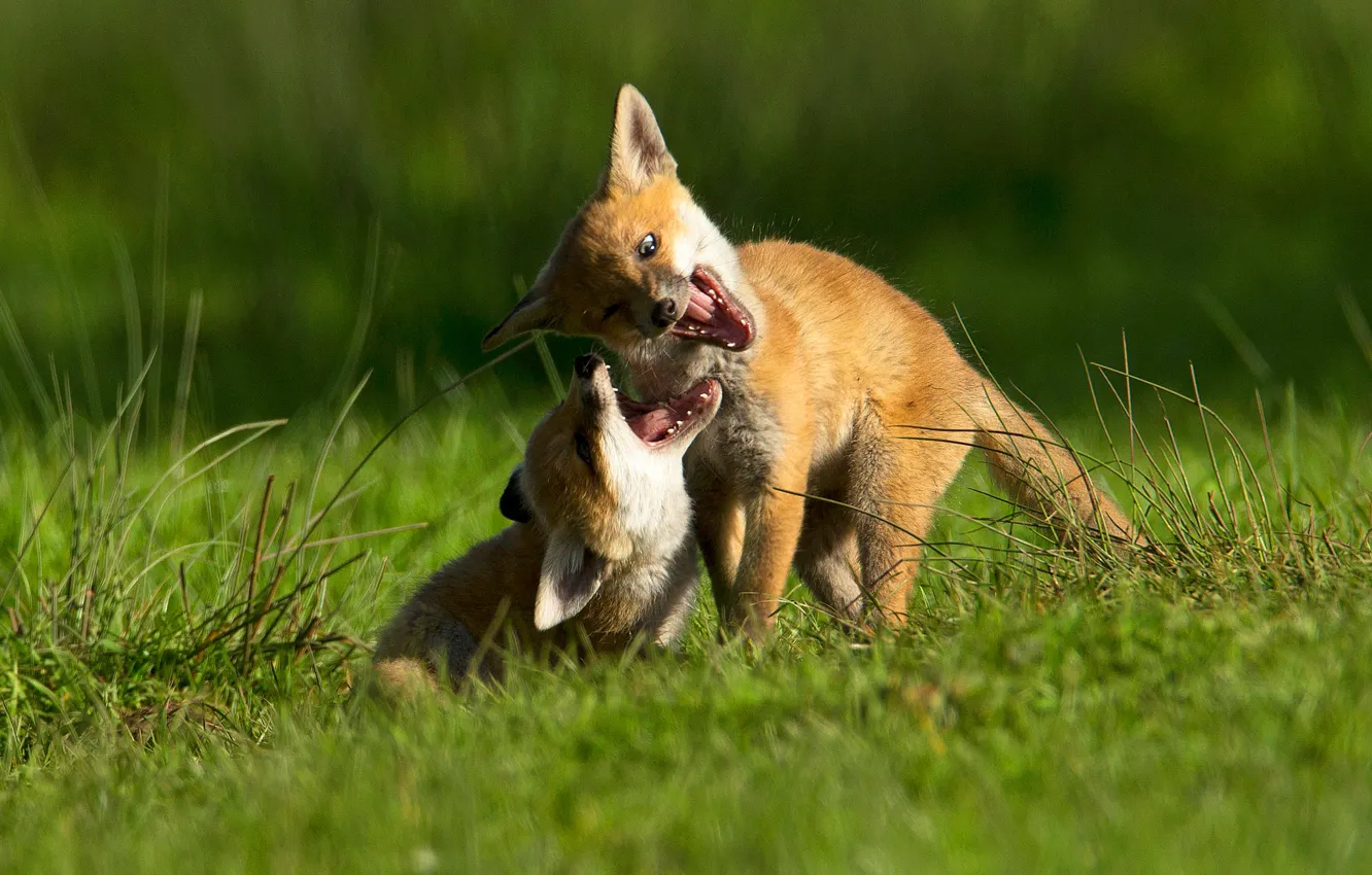 Photo wallpaper greens, summer, grass, pose, the game, two, spring, Fox