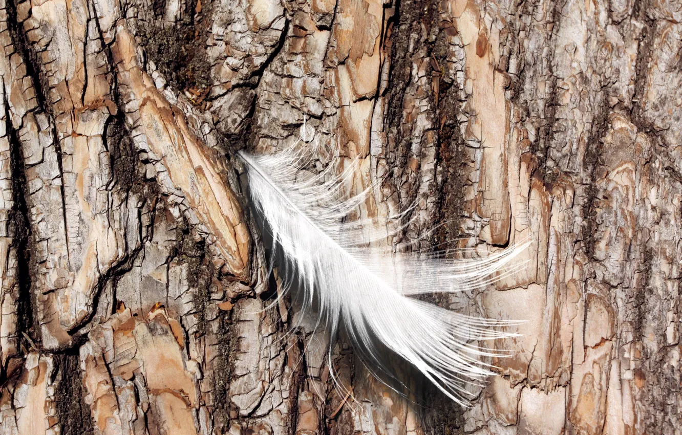 Photo wallpaper nature, feather, Log