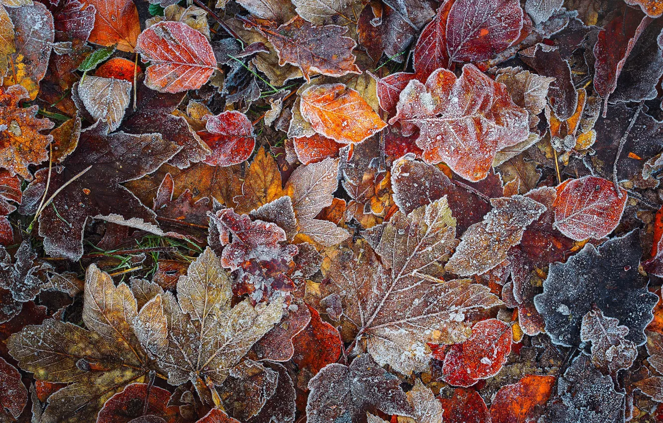 Photo wallpaper autumn, forest, macro, foliage, frost