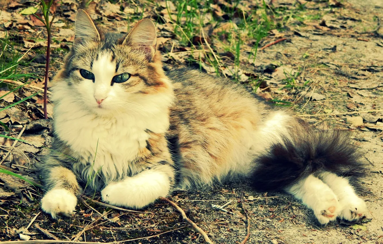 Photo wallpaper cat, summer, grass, girl, mood, predator, pussy, June