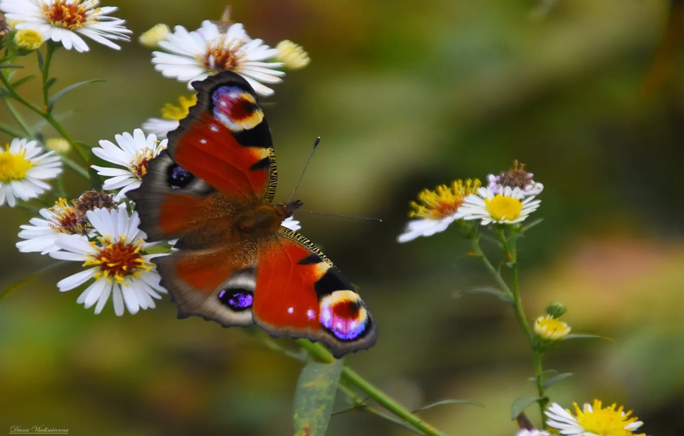 Photo wallpaper autumn, macro, nature, butterfly, peacock
