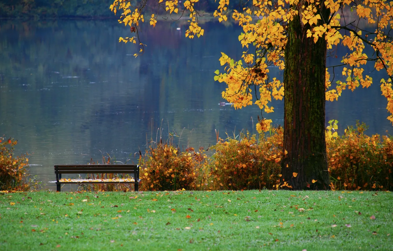 Photo wallpaper autumn, trees, nature, pond, river, foliage, shop