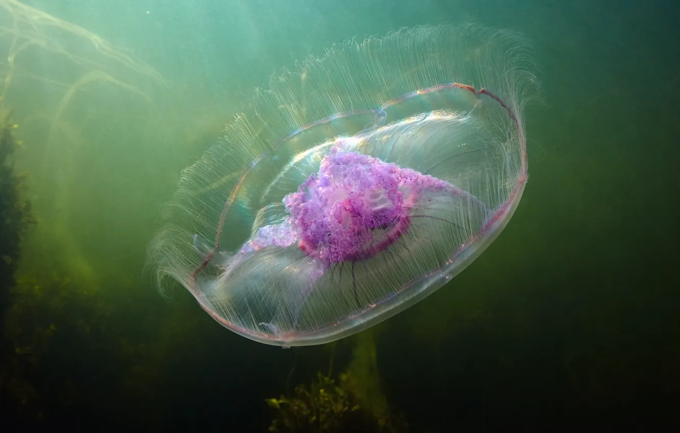Photo wallpaper sea, water, macro, rays, light, algae, transparent, jellyfish