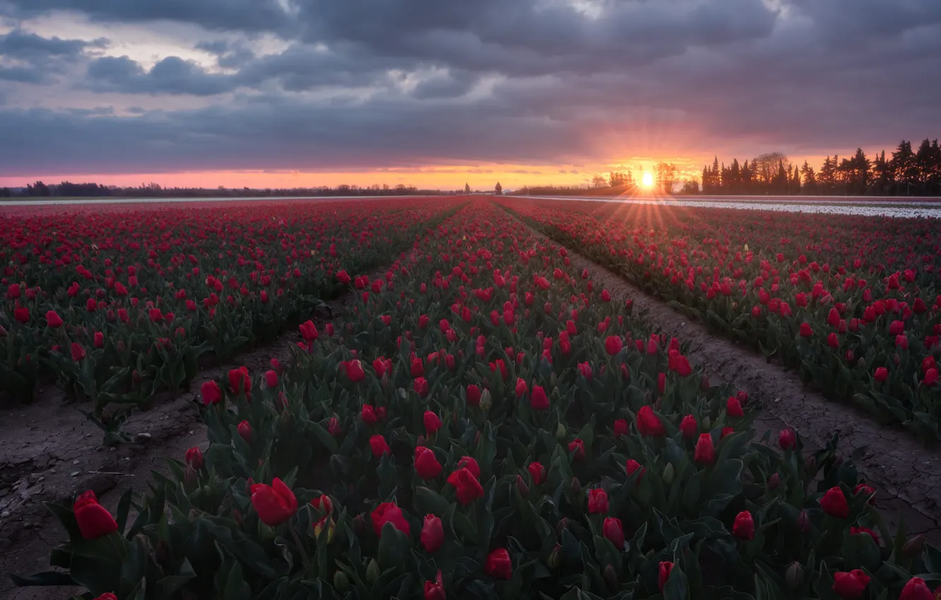 Photo wallpaper field, the sky, the sun, clouds, sunset, flowers, red, spring