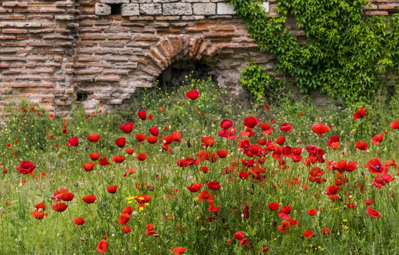 Photo wallpaper flowers, wall, glade, Maki, arch, red, ruins, bricks