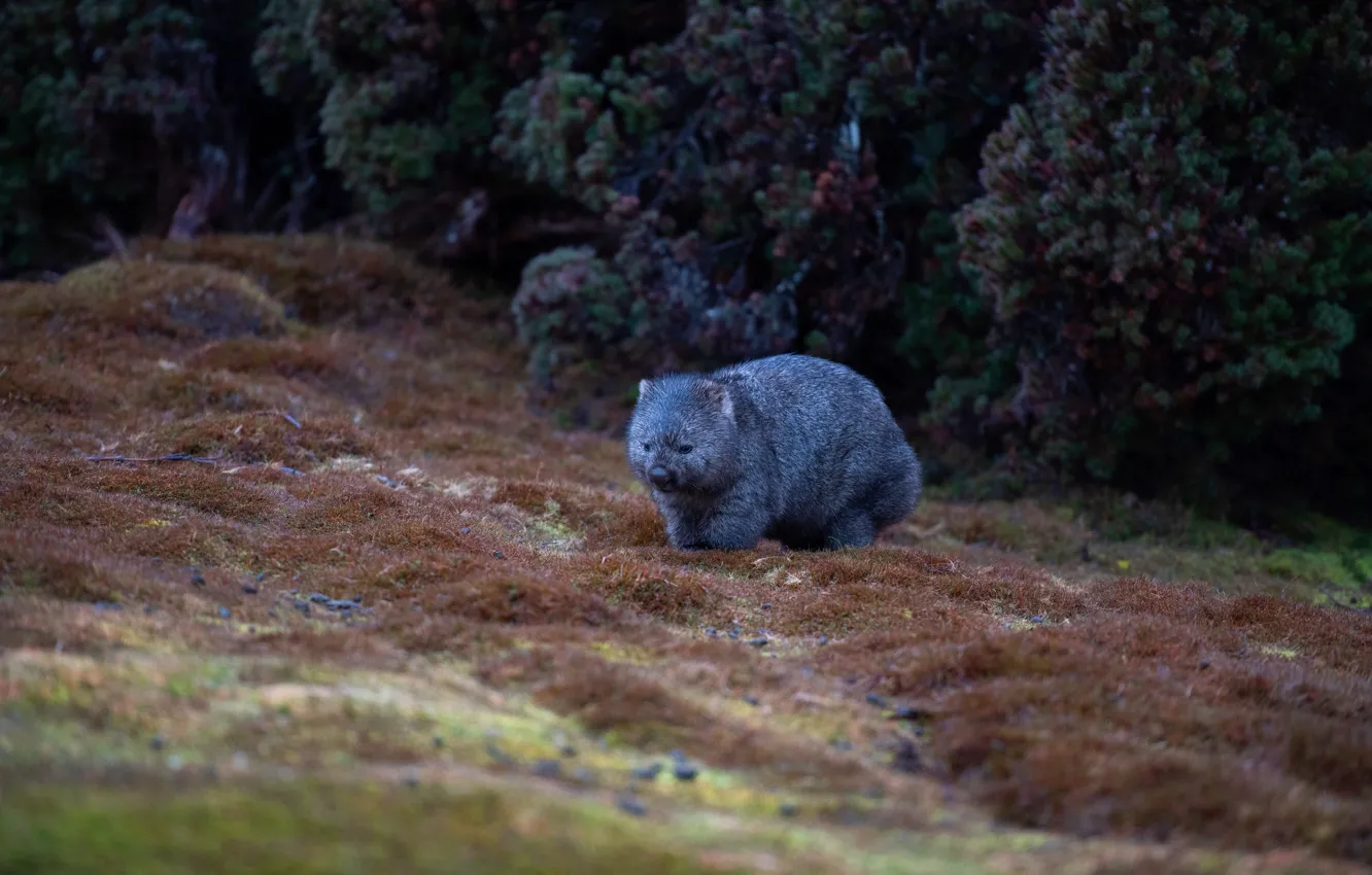 Photo wallpaper nature, glade, walk, the bushes, wombat