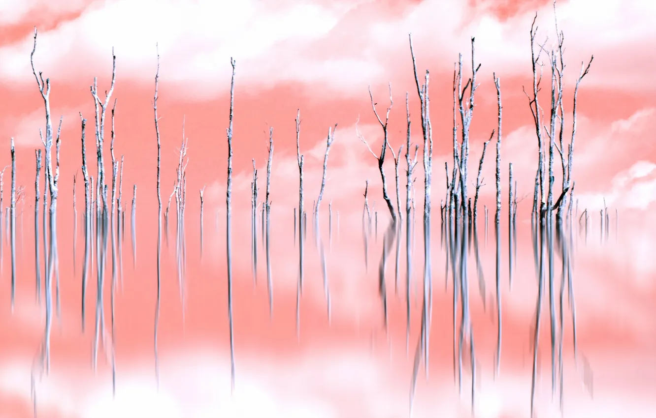 Photo wallpaper trees, landscape, background, color