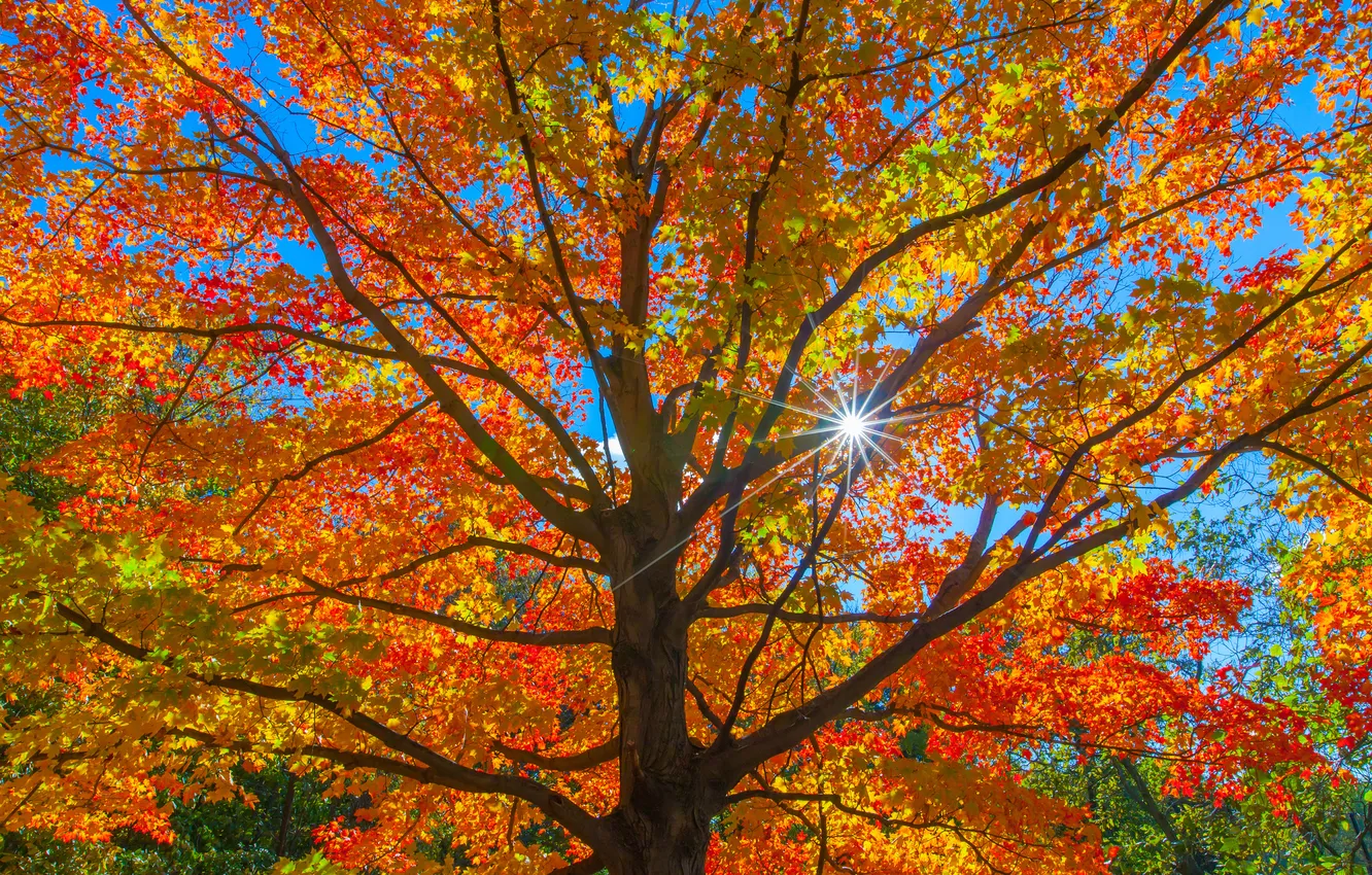Photo wallpaper autumn, forest, the sky, leaves, the sun, rays, trees, trunk