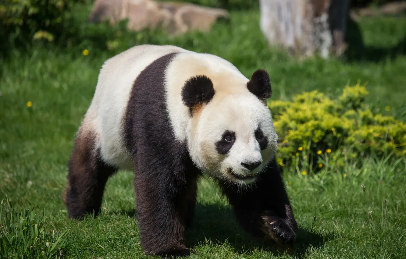 Photo wallpaper grass, bear, Panda