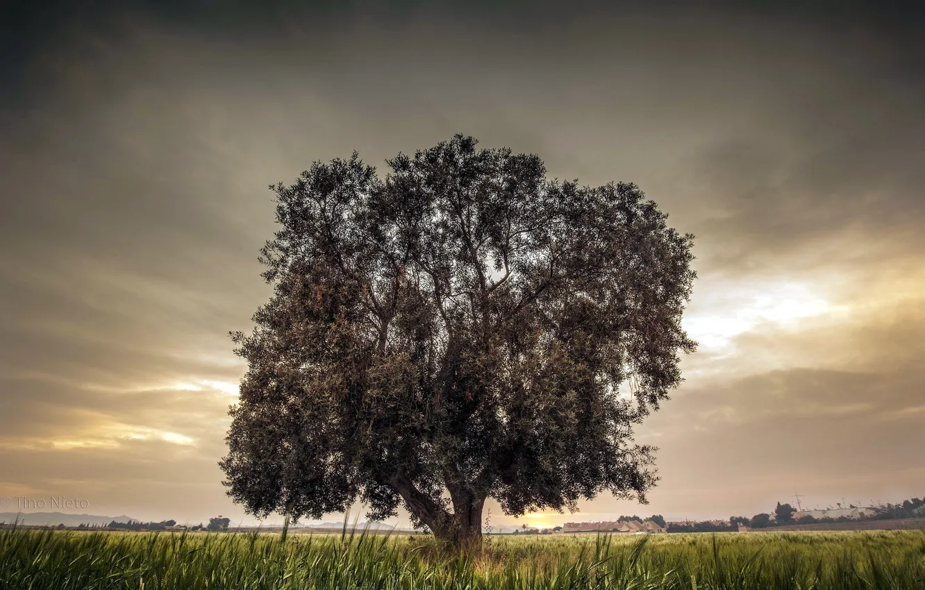 Photo wallpaper field, trees, landscape, nature