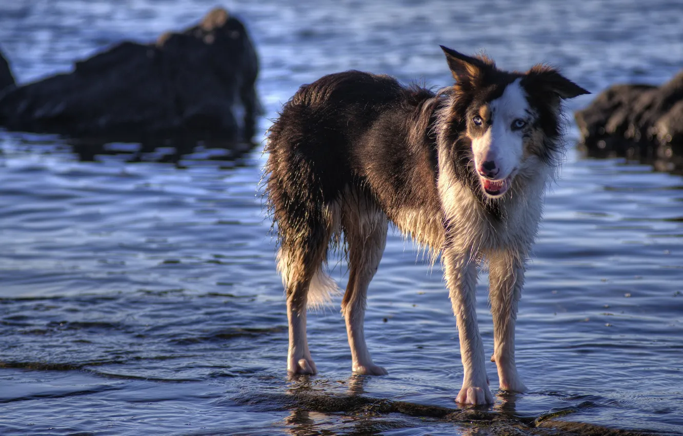 Photo wallpaper look, each, dog