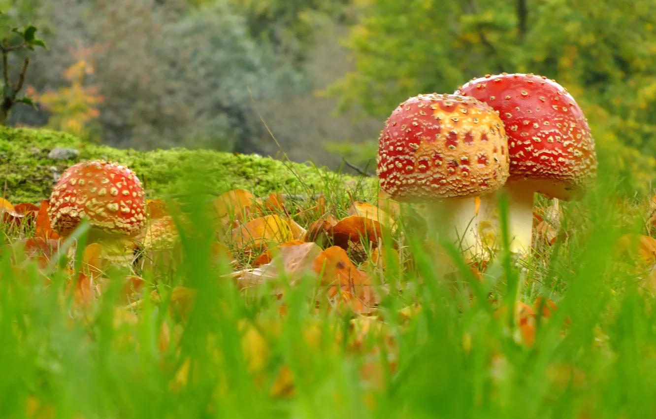 Photo wallpaper grass, macro, trees, mushrooms