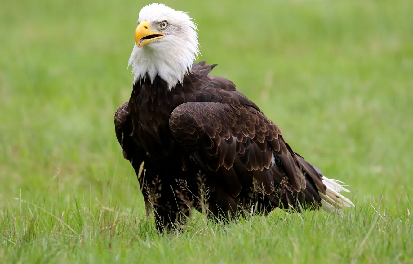 Photo wallpaper bird, beak, bald eagle, bald eagle