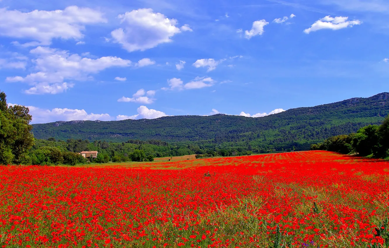 Photo wallpaper field, trees, flowers, mountains, house, hills, France, Maki