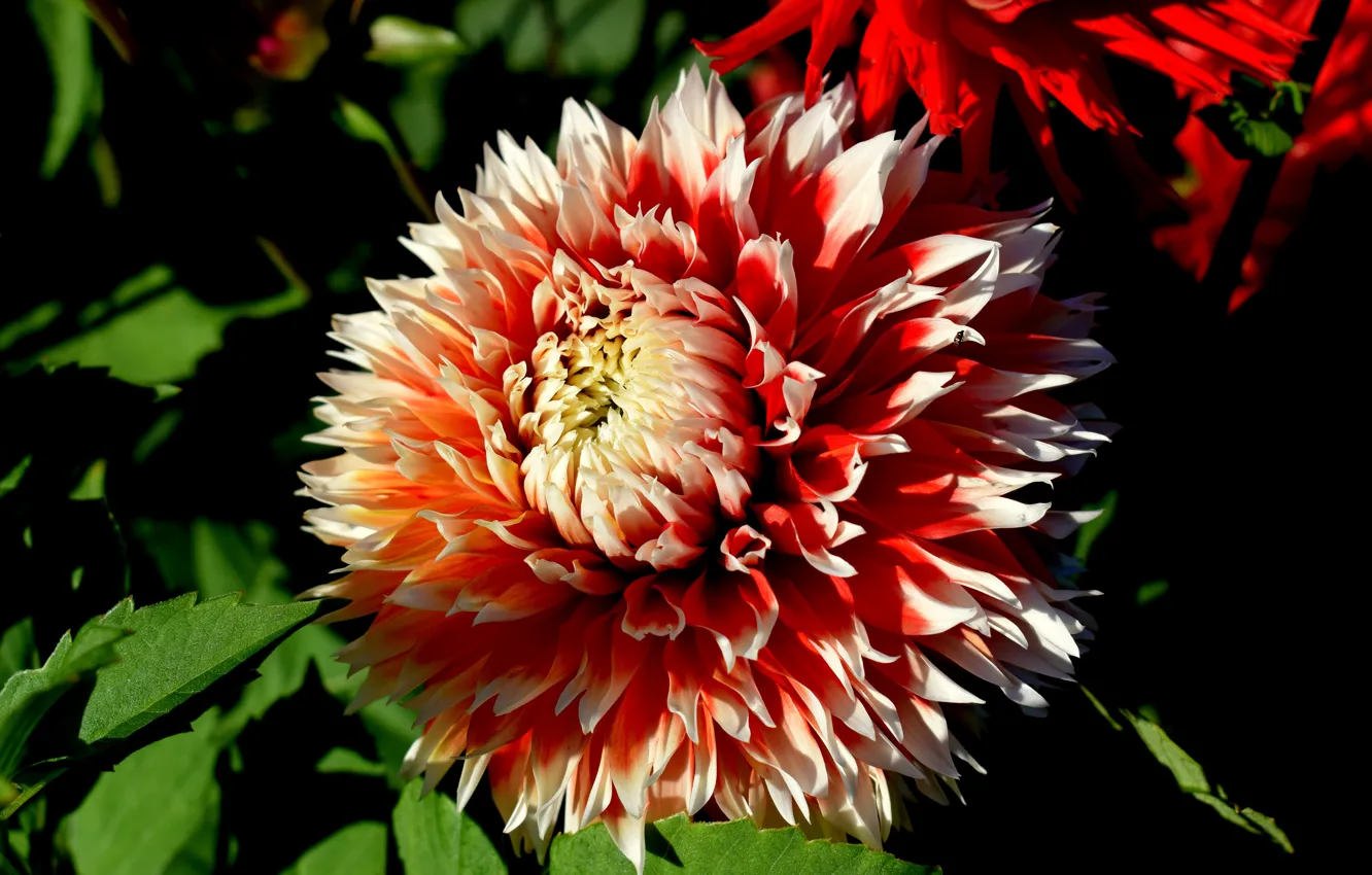 Photo wallpaper light, garden, dahlias
