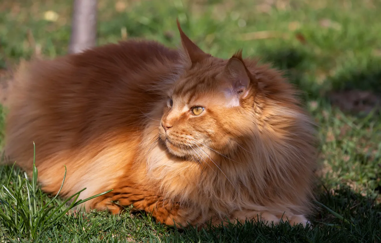 Photo wallpaper cat, cat, look, nature, pose, face