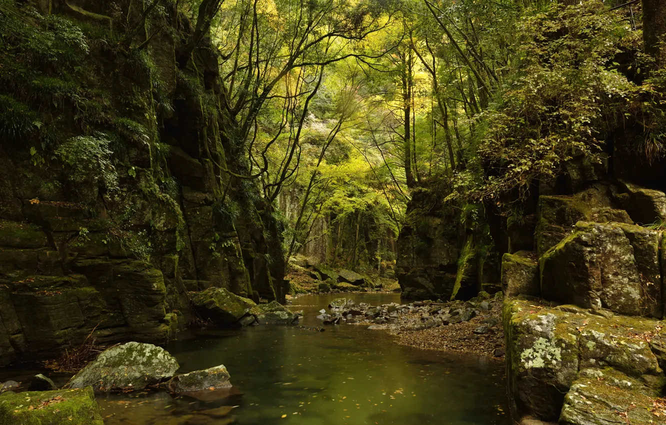 Photo wallpaper forest, thickets, stream, trees, rocks, river, stones