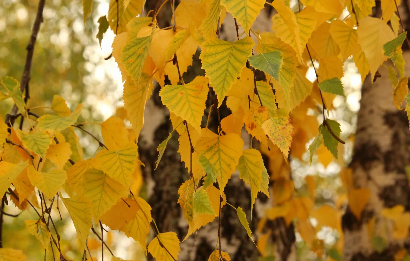 Photo wallpaper autumn, yellow, Leaves