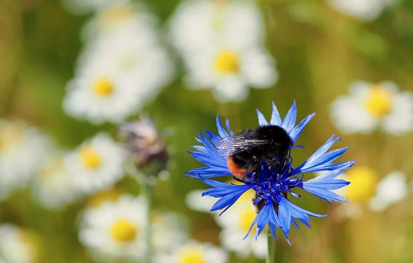 Photo wallpaper macro, bee, insect