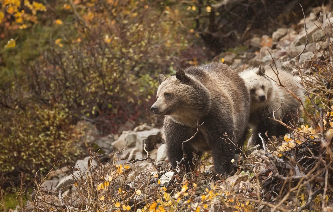 Photo wallpaper branches, bear, bear, bear