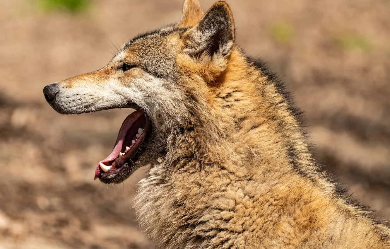 Photo wallpaper fantasy, Predator, nature, art, snow, face, animal, wolf