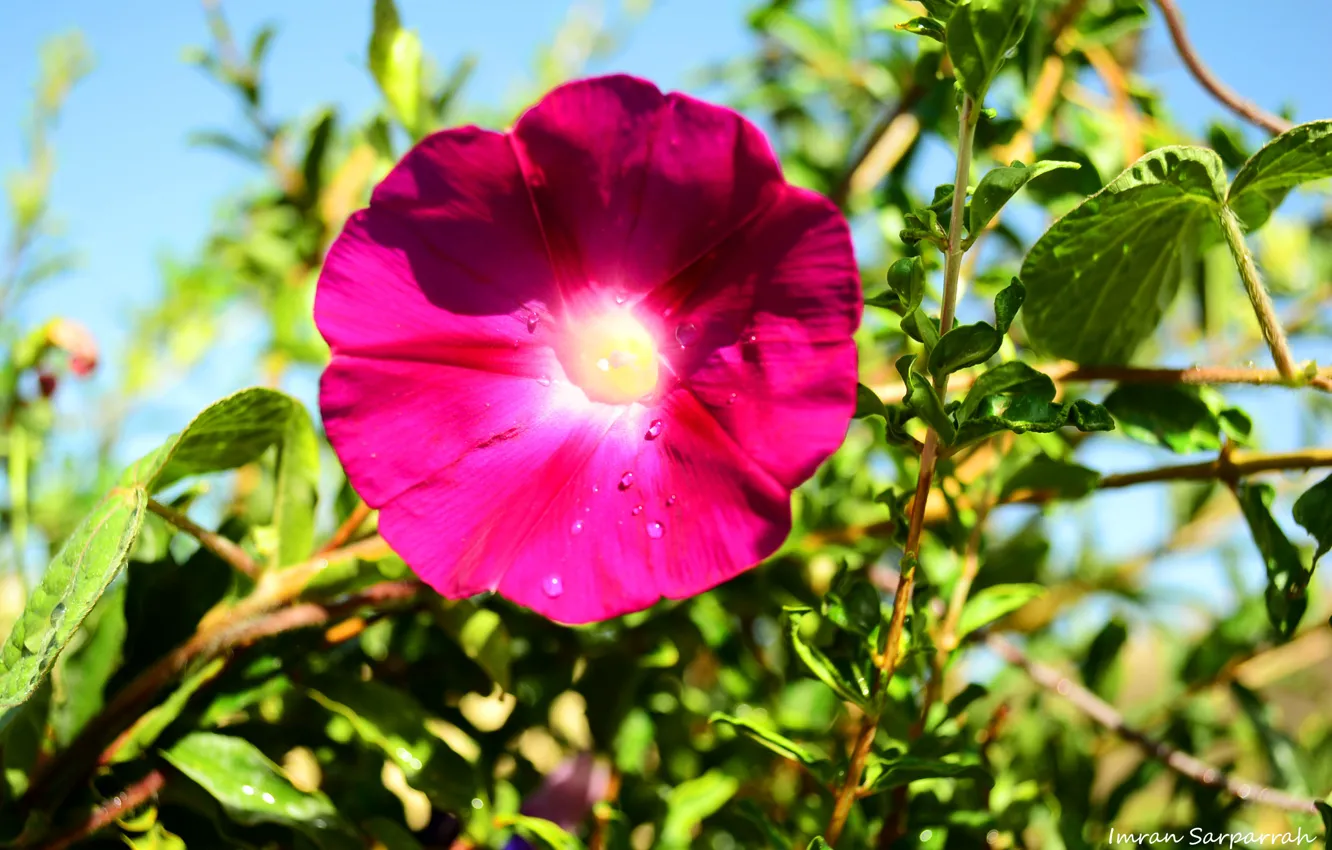 Photo wallpaper flower, nature, pink