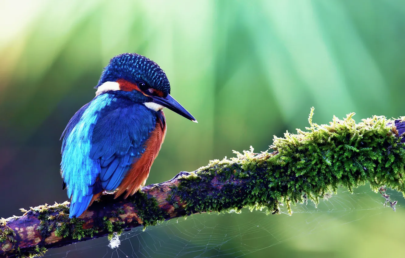 Photo wallpaper bird, Alcedo atthis, kingfisher, Common Kingfisher